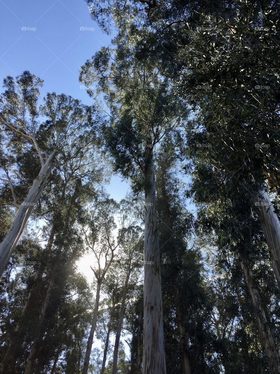 Tall trees in Berkeley, California 