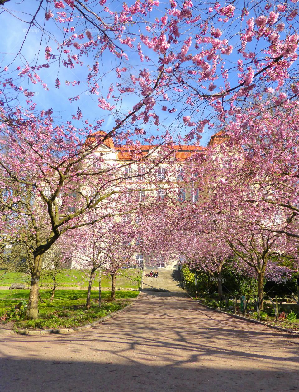 Cherry tree blossom on Gothenburg 