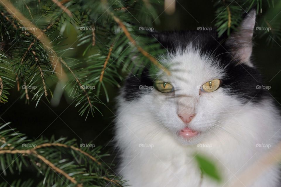 Cat hidden behind bushes