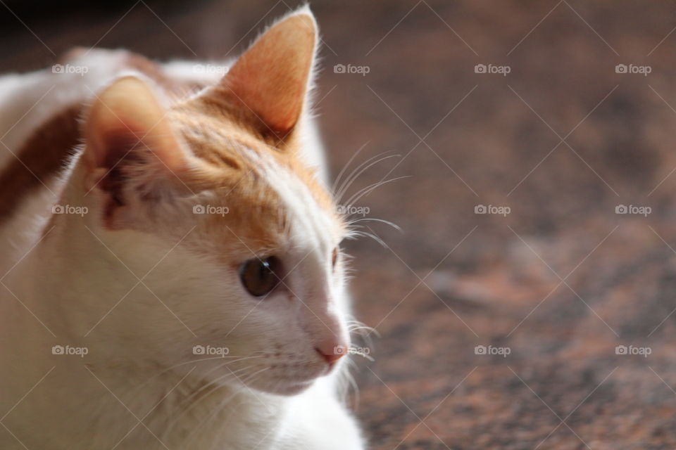 Good posing white cat, marble eye, fur ball