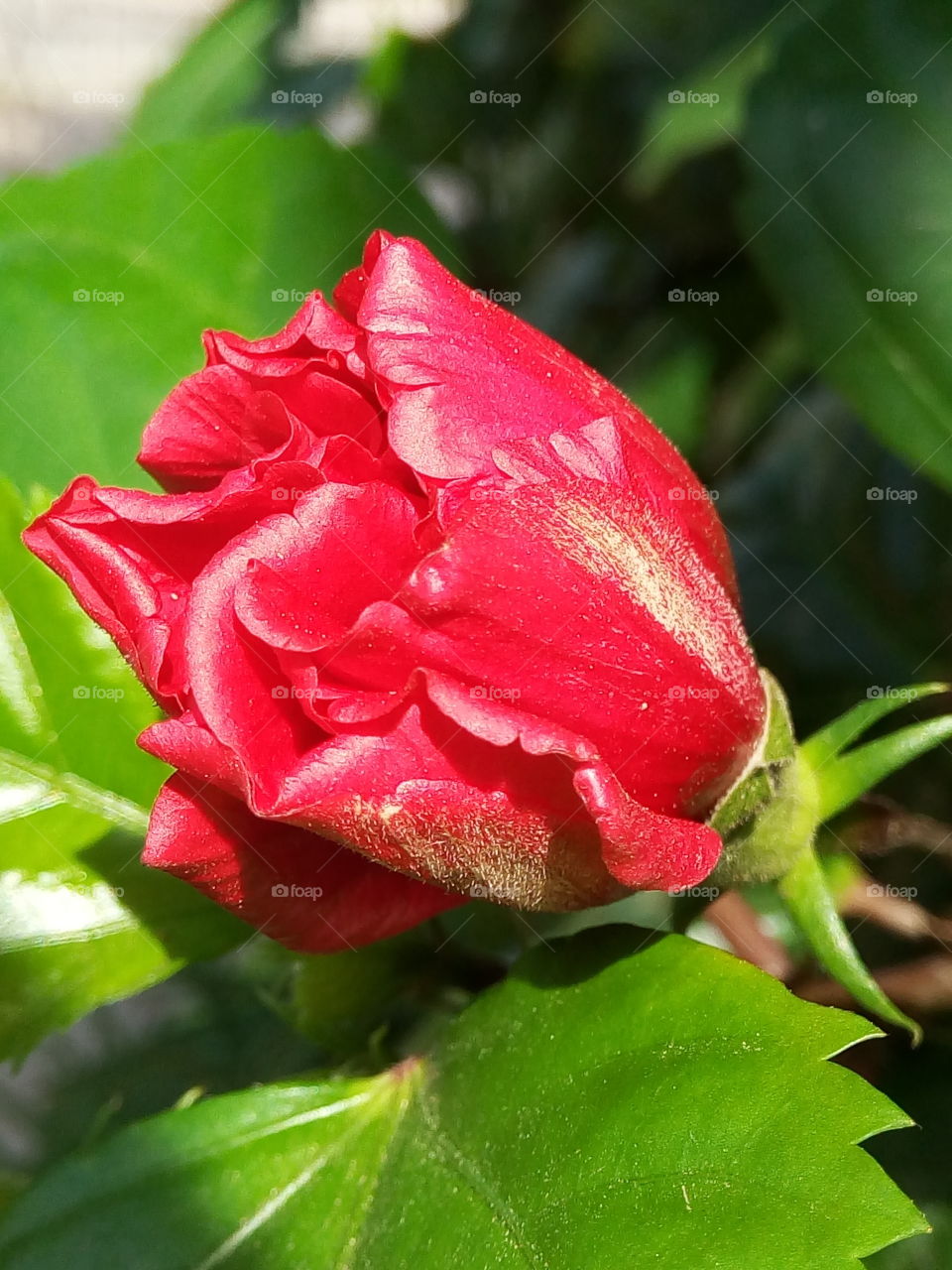 Nature, Leaf, Flower, Flora, Garden