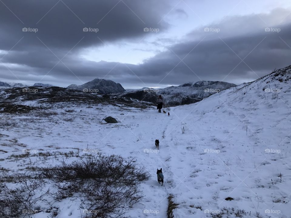 In the mountains of Narvik. Thoughets chihuahuas! 