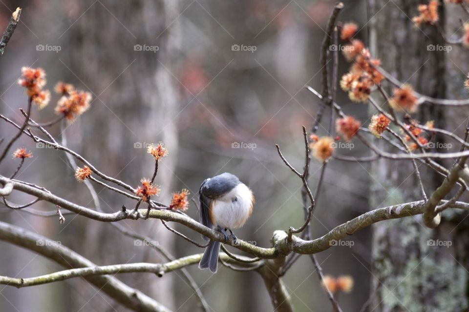 Tufted Titmouse pruning among Spring blooms