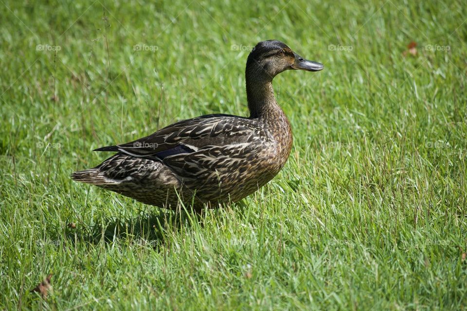 Duck on grasss