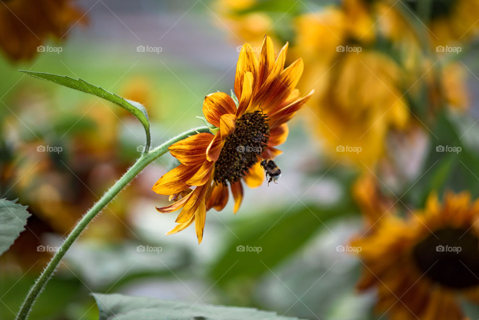 sunflowers bees and bumblebees