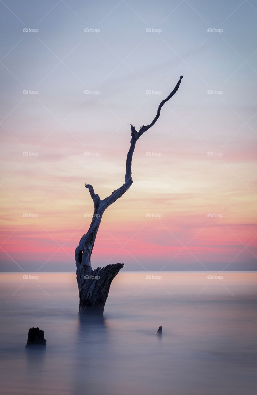 Lonely tree floating in the open water near South Carolina
