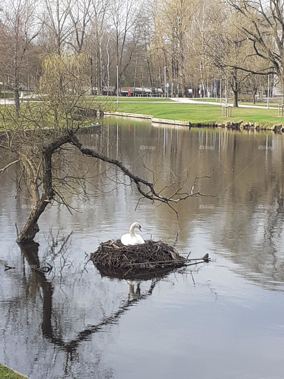 В ожидании лебедят