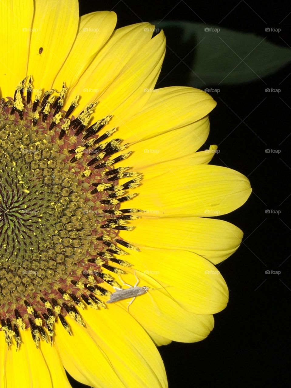 Close Up sunflower pic using flash, 2 bugs are visible! Bright yellow with flash🌻 Great details.