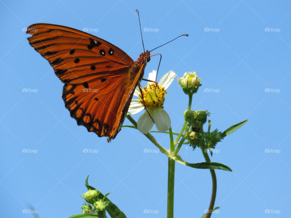 Gulf Fritillary