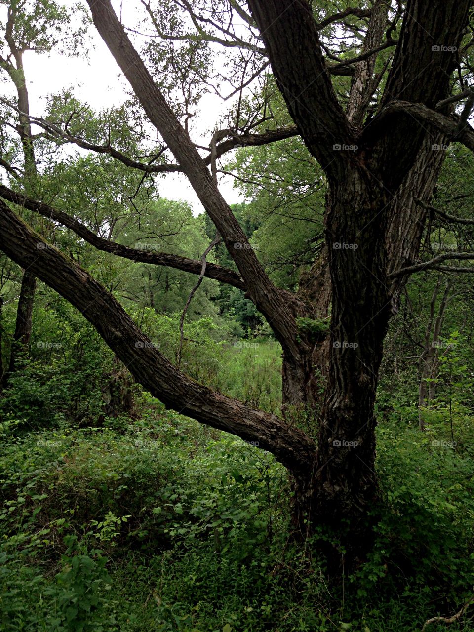 Summer tree trunk. Willow next to pond