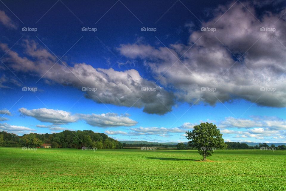 Green Fields. A lone tree stands upright in the middle of a green field on a sunny day with a blue, cloudy sky.