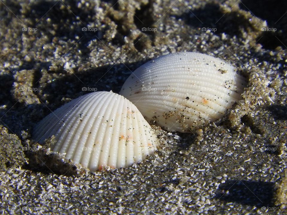 Seashells