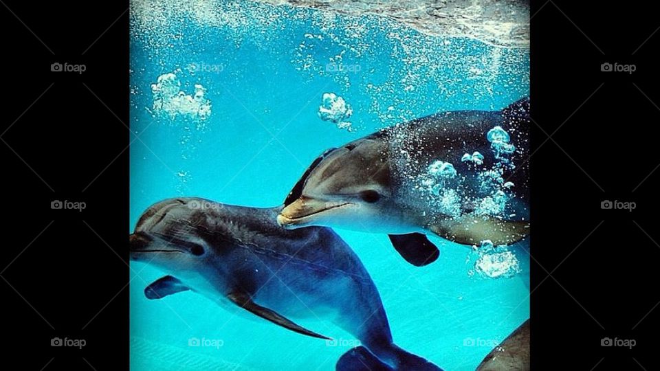 Dolphins