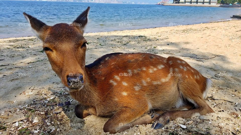 Cute wild deer