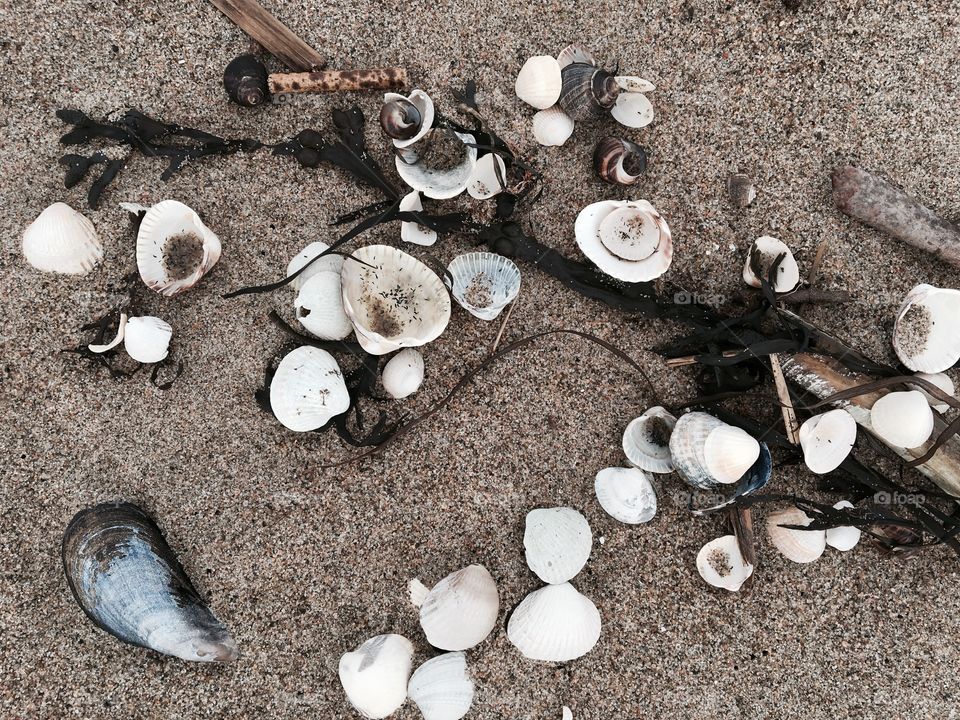 Sea shells