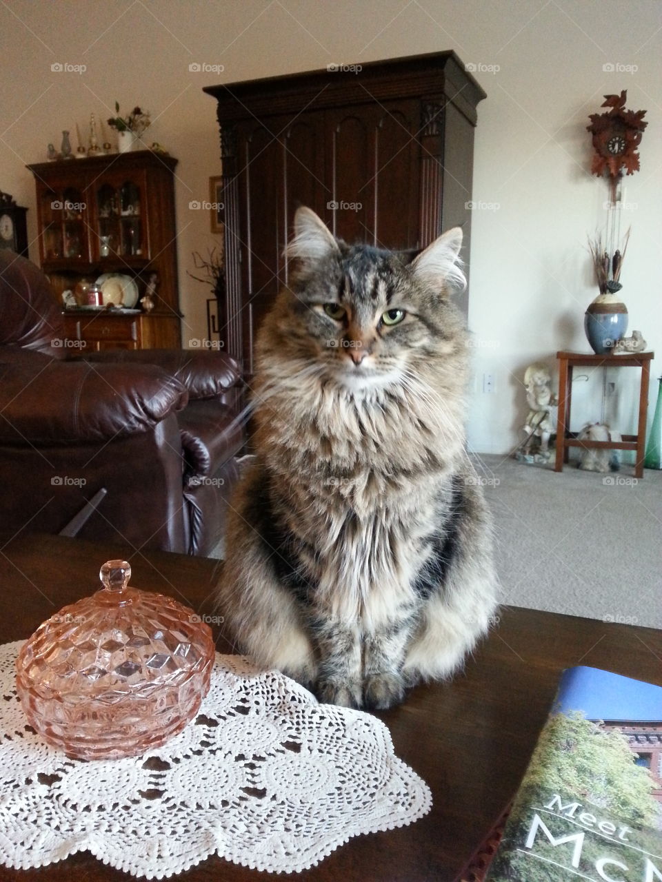 maine coon. cat