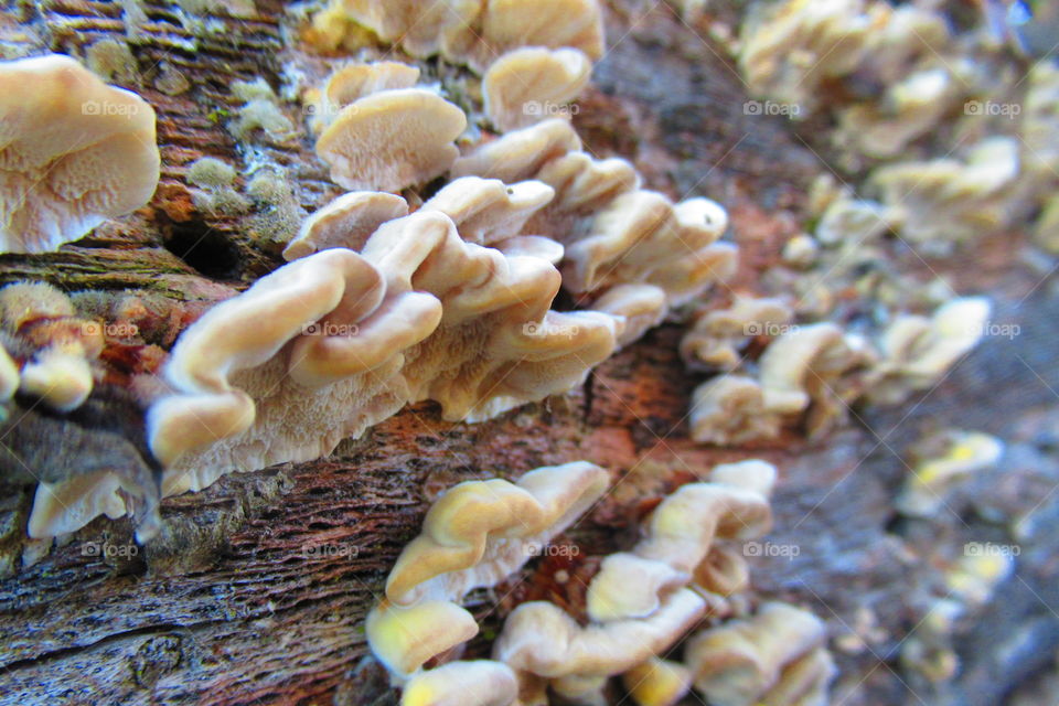 Fungus