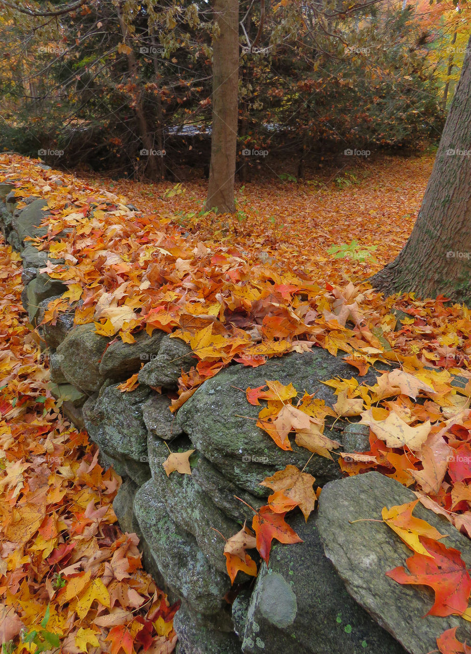 Fall leaves on a stone wall.