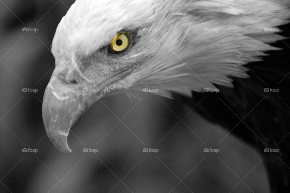 Nature, Bird, Wildlife, Portrait, Raptor