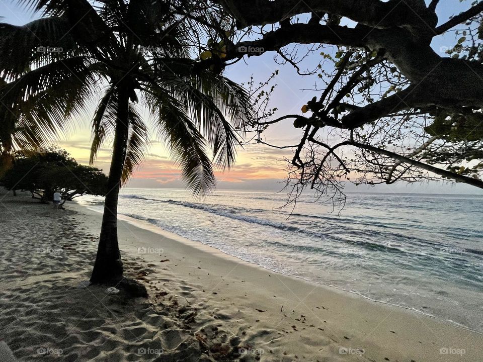 Palm tree and ocean sunset