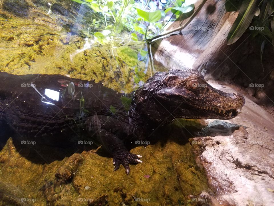 crocodile half submerged in water