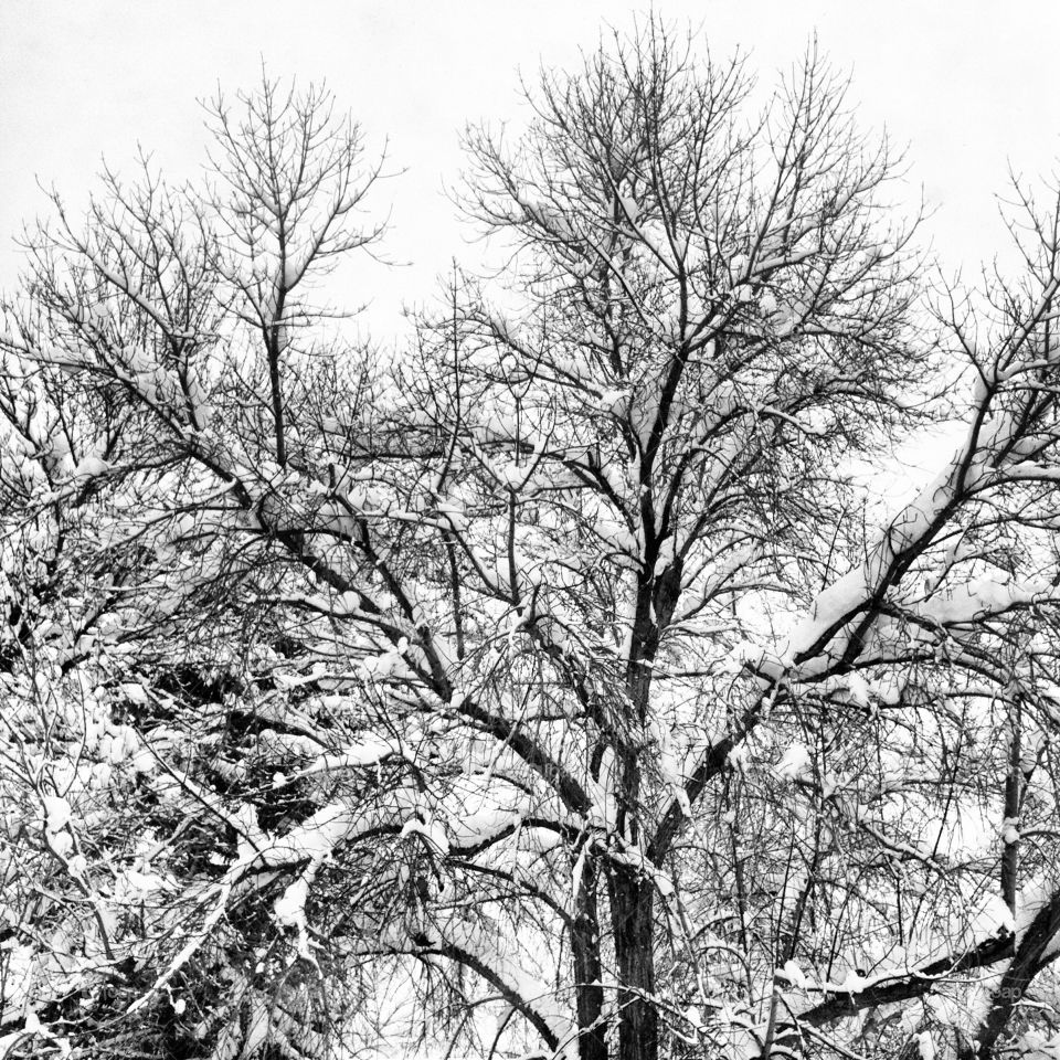 snow winter tree storm by lmtrent