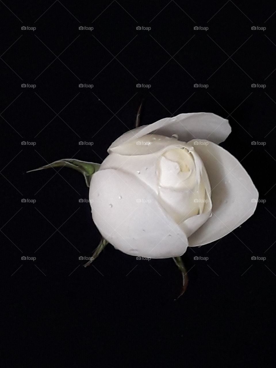 Wonderful white rose isolated on black background with clipping path