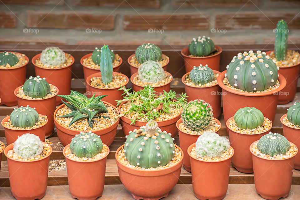 Many Small Cactus For decorative plant on table.