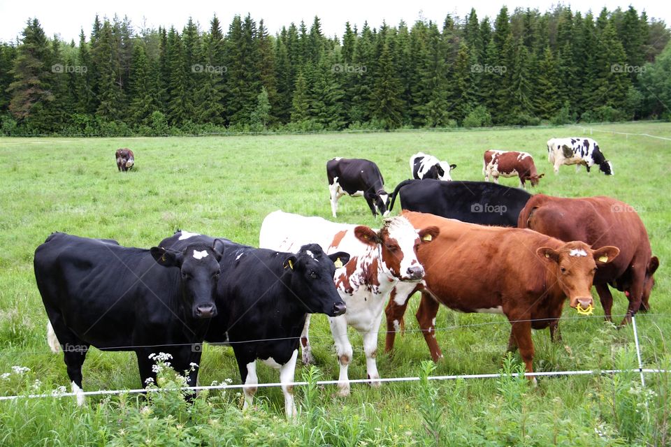 cows on pasture