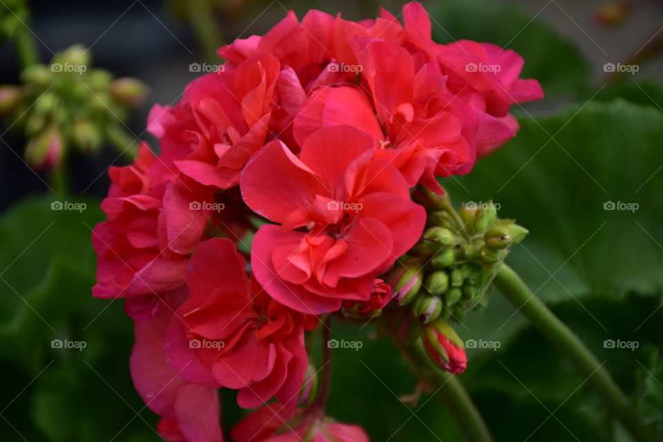 bright pink flowers
