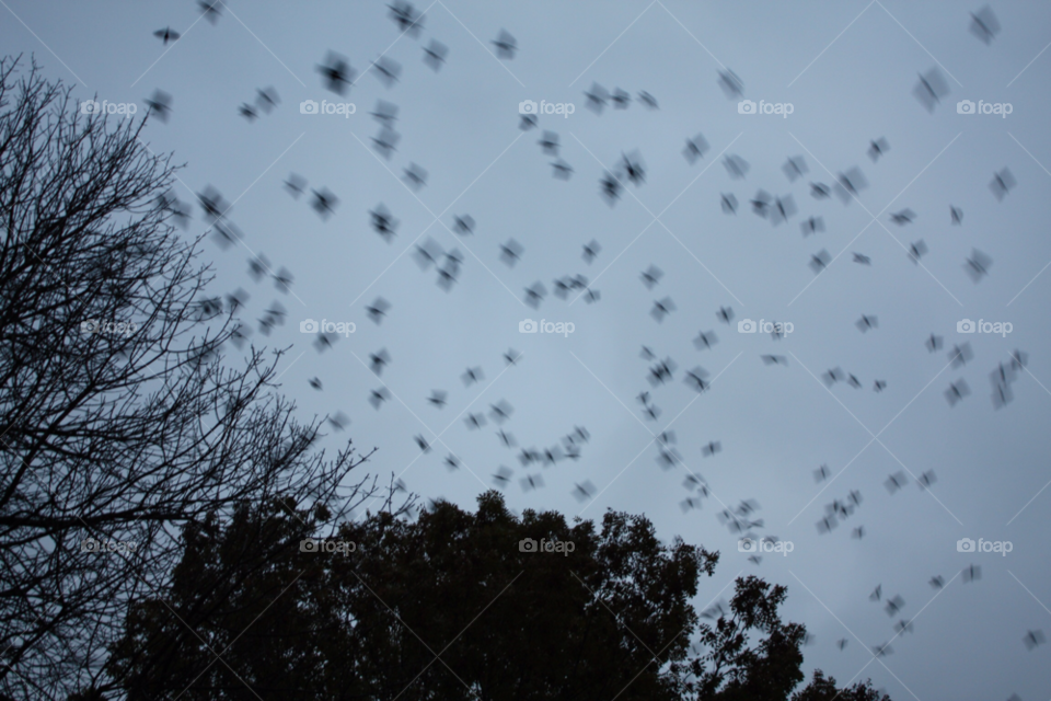 dark motion birds trees by juulli_ya