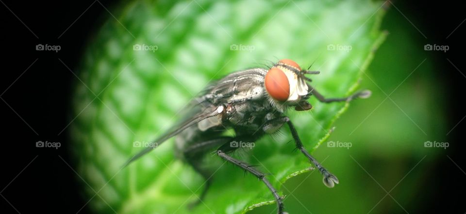 Flies are a type of insect with double wings.