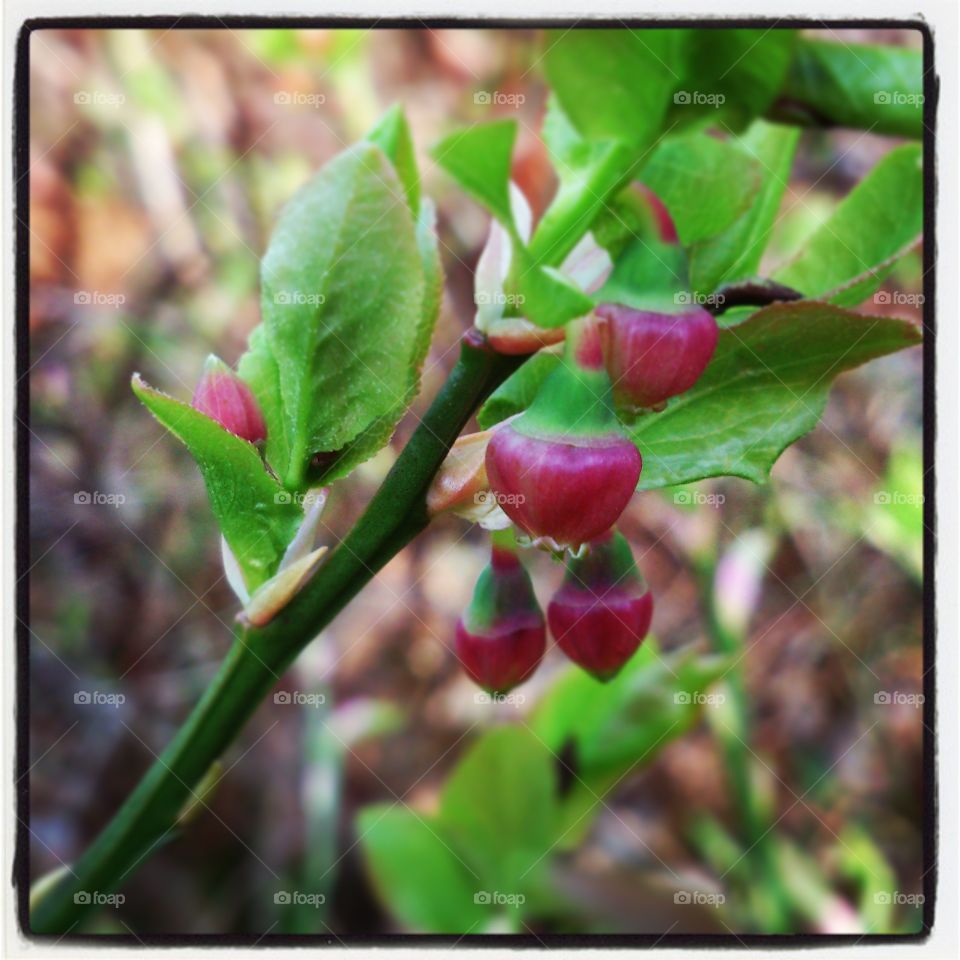 blooming blueberries . blooming blueberries 