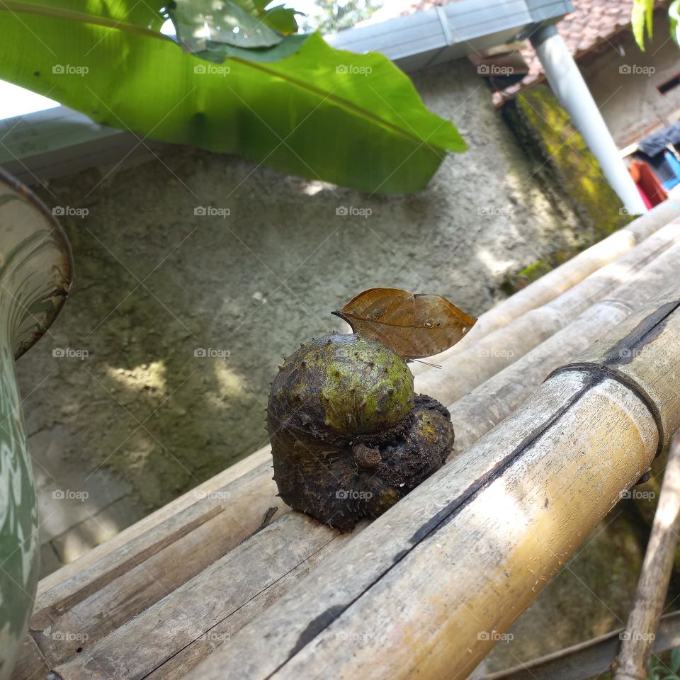 The dry leaf butterfly sucks a soursop fruit