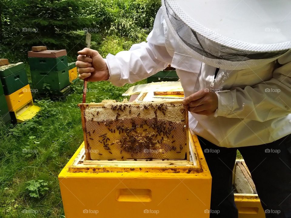 beekeeper at the work