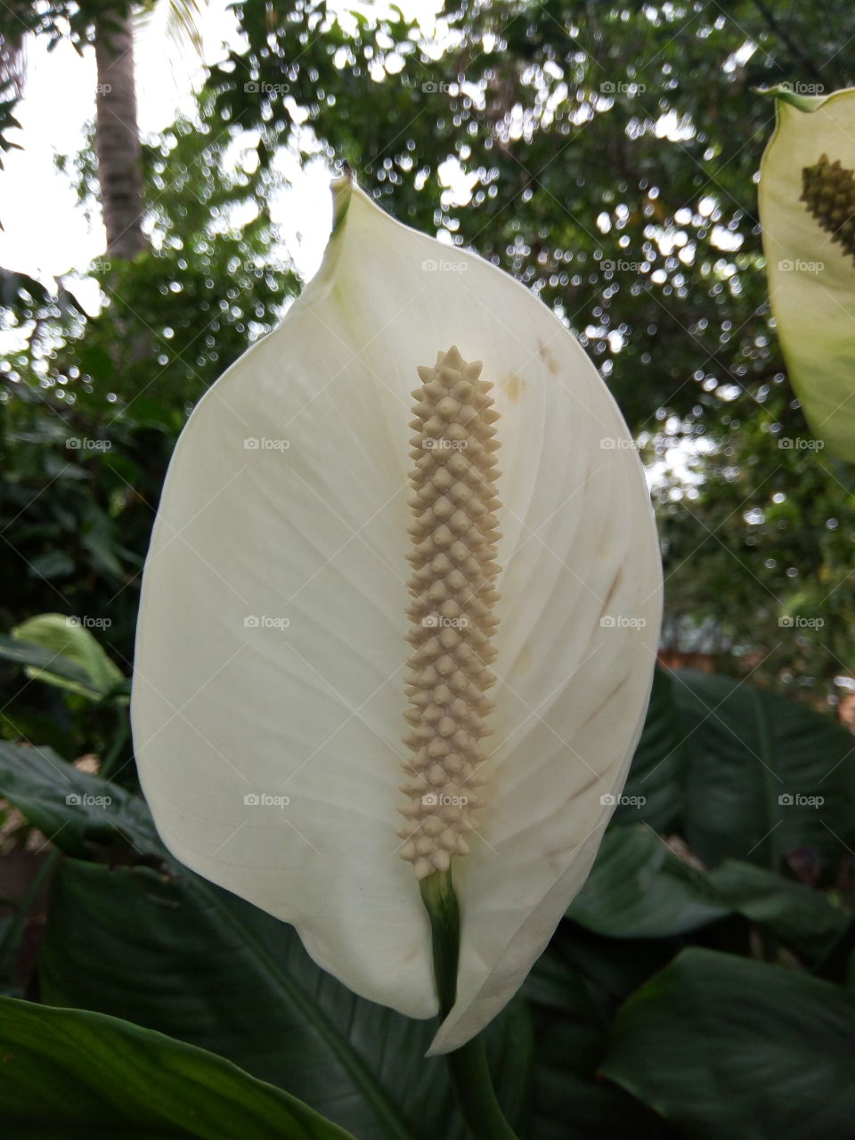 No Person, Nature, Leaf, Tropical, Flower