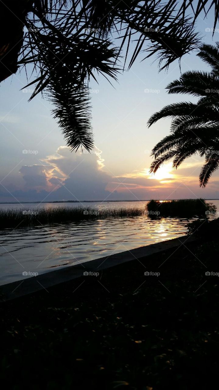 Beach, Tree, Sunset, Water, No Person
