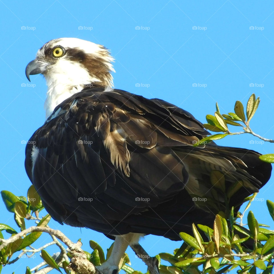 house,perched,observing,keen, eye,feathers,colorful,multicolored,