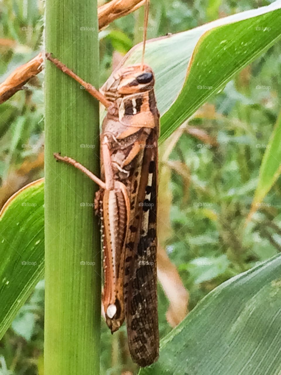 Grasshopper