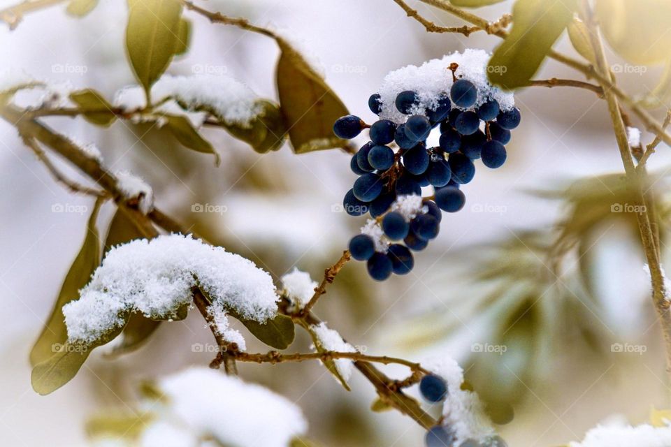 Winter Berries with Snow