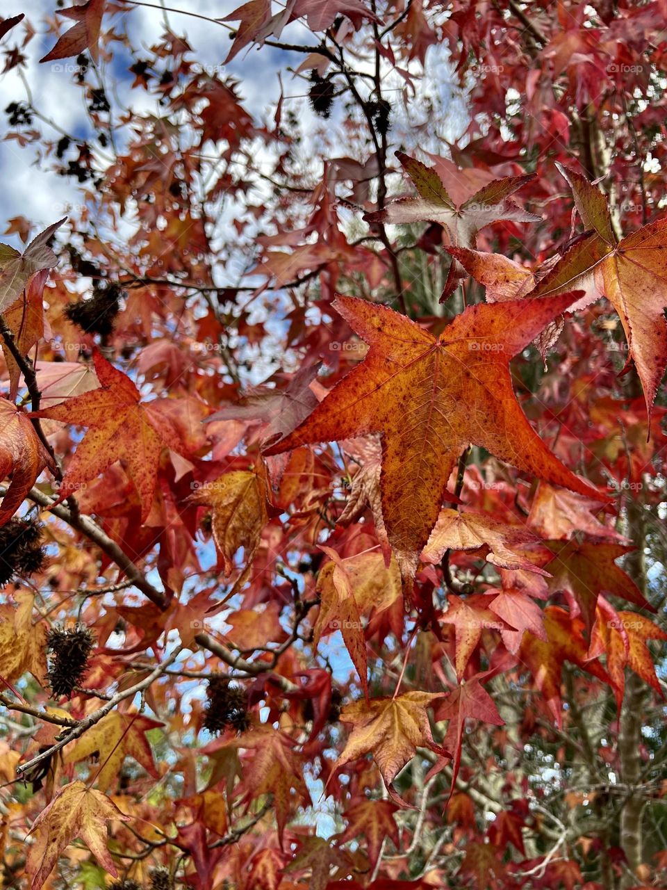 Colorful Sweetgum leaves close up in the middle of winter 