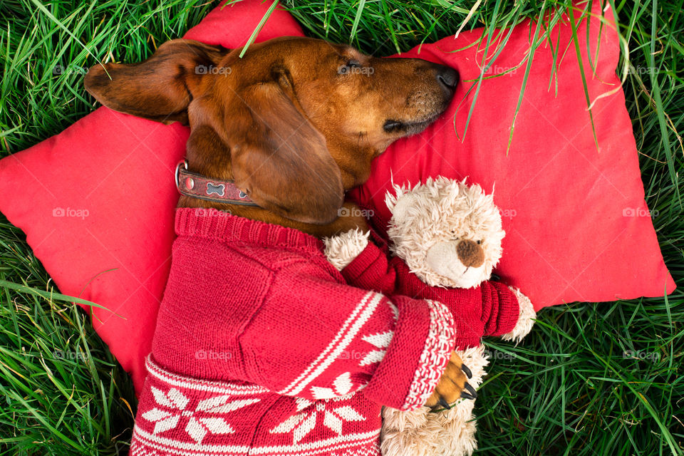 Grass, Cute, Dog, Outdoors, Mammal