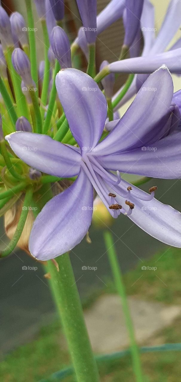 flor agapanthus del jardín