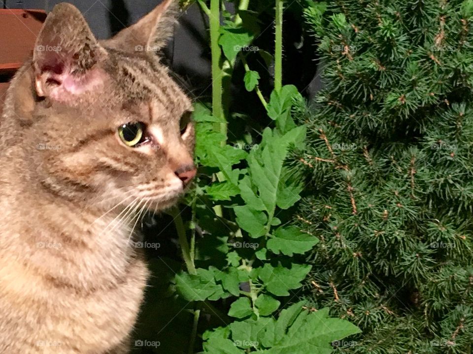 Mammal, Nature, Cat, Portrait, Animal