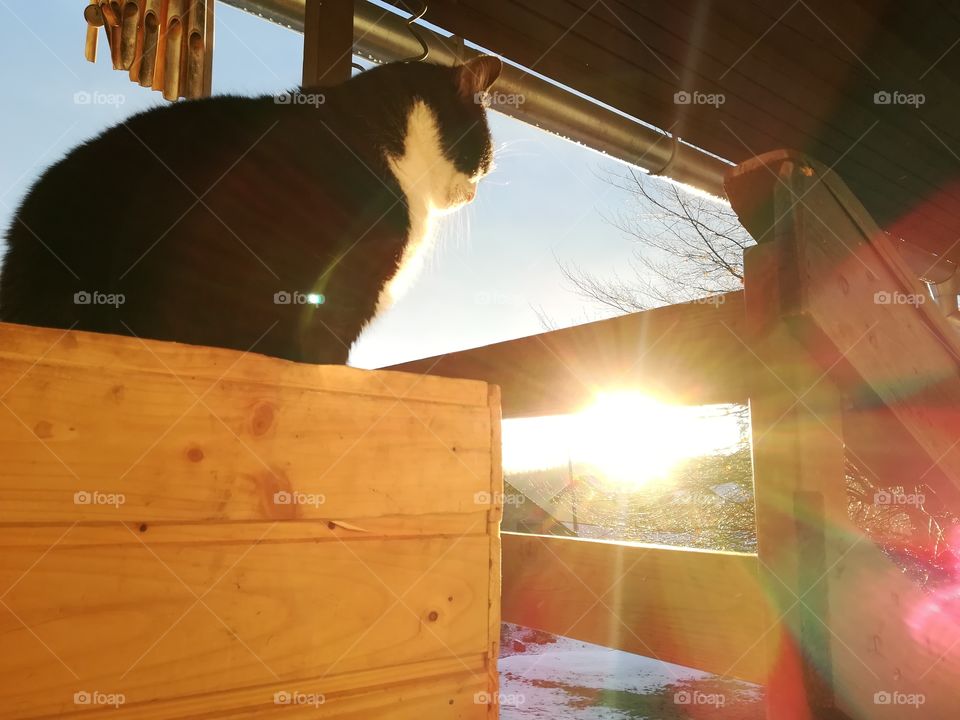 Sunset with cat