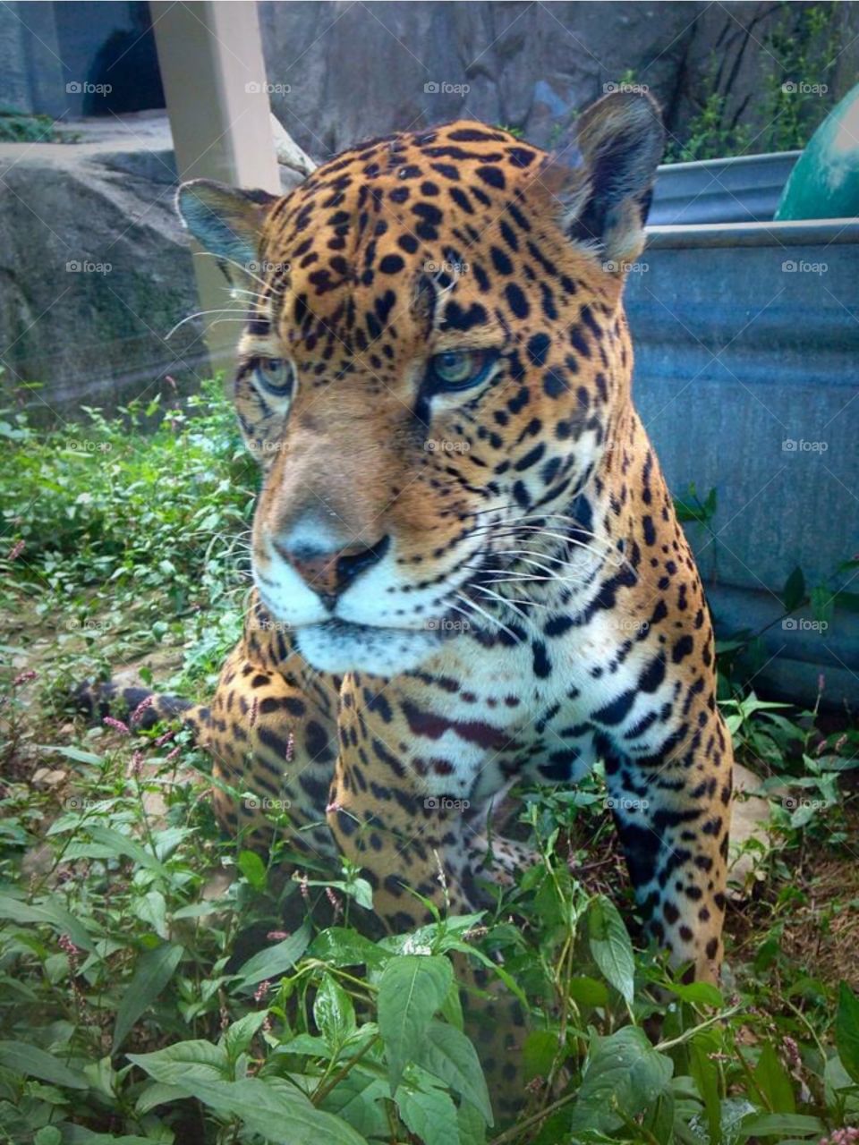 Cat, Wildlife, Zoo, Mammal, Jungle