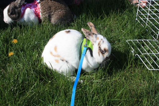 bunny nap