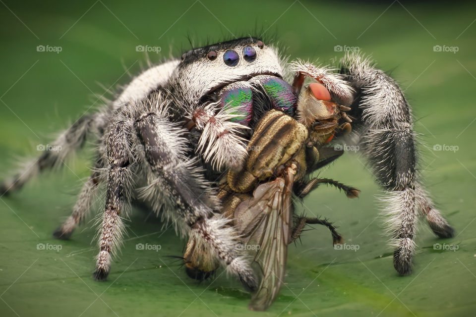 pidhipus regius with prey