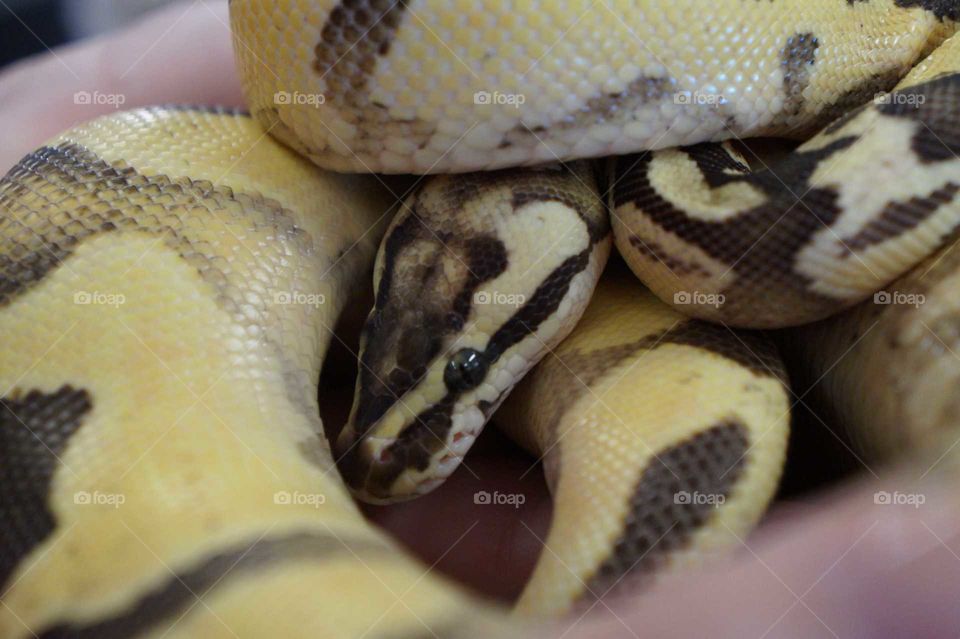 shy snake