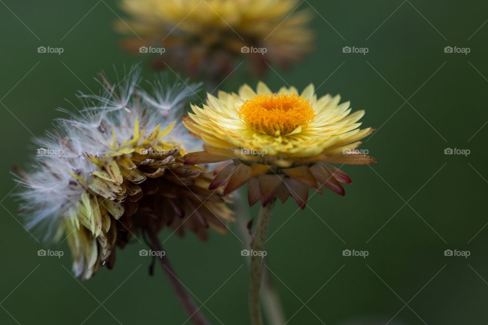 Flores amarillas